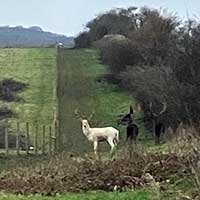 white-deer-photo-castle-fields
